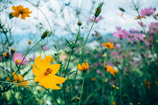 Photo close-up of yellow cosmos flowers blooming on field