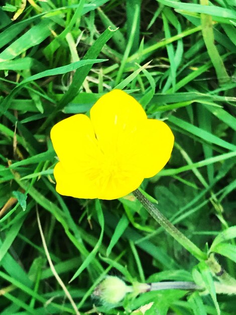 Close-up of yellow crocus blooming on field