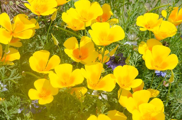 Close-up of yellow crocus blooming on field