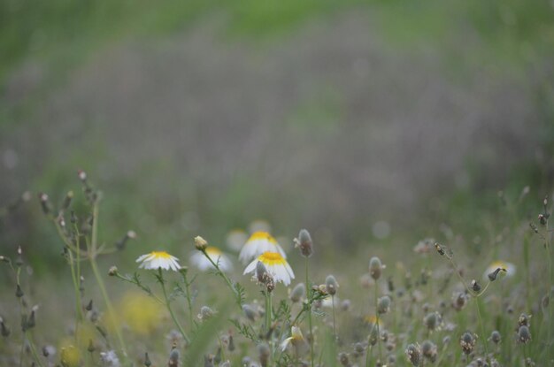 Photo close-up of yellow crocus blooming on field