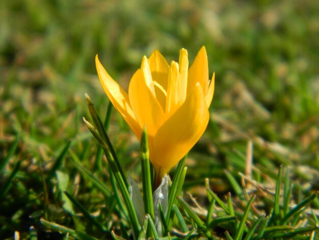 Close-up of yellow crocus blooming on grassy field