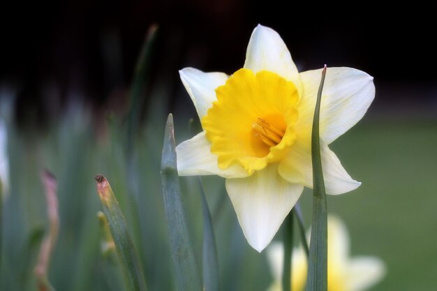 Foto close-up di un crocus giallo in fiore all'aperto