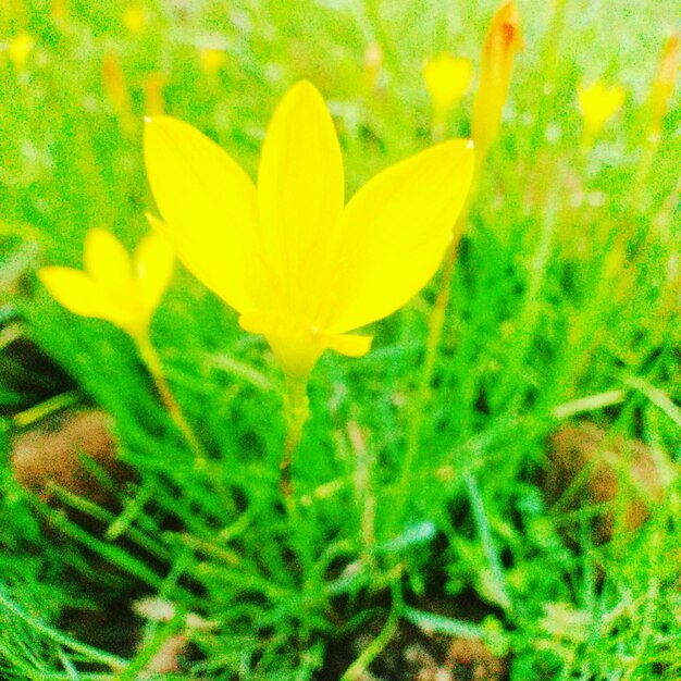 Close-up of yellow crocus flower