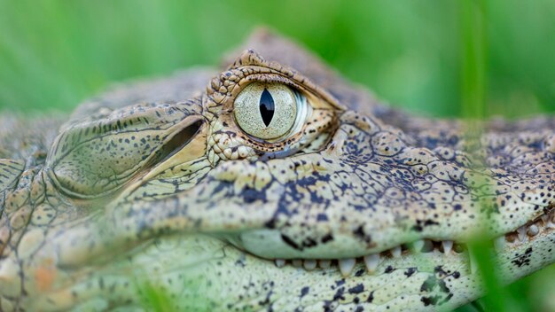 Close up on the yellow crop alligator