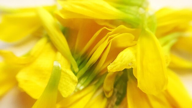 Close-up of yellow daffodil blooming outdoors