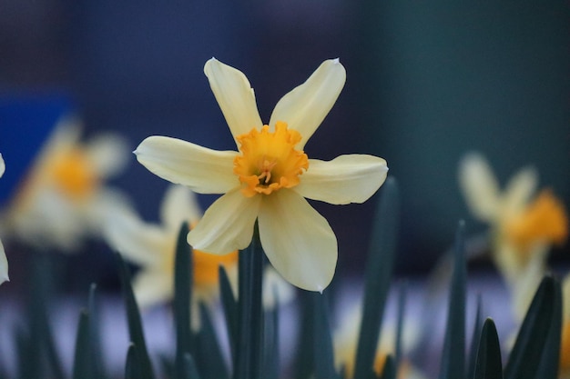 Close-up of yellow daffodil flower