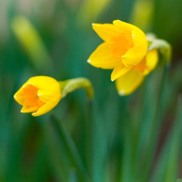 Close-up of yellow daffodil flower