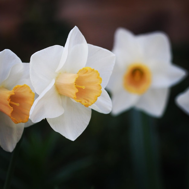 Foto prossimo piano del fiore di narcisi giallo