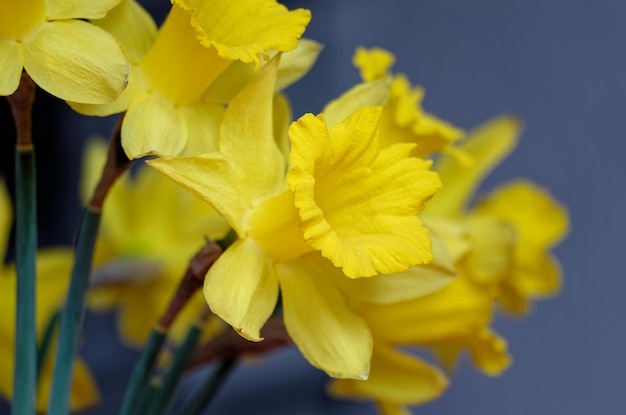 A close up of a yellow daffodil flower