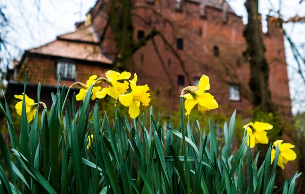 Close-up of yellow daffodil flowers blooming outdoors