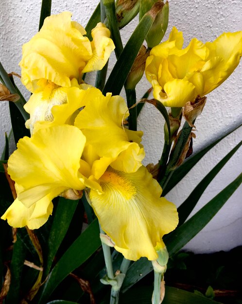 Close-up of yellow daffodil flowers