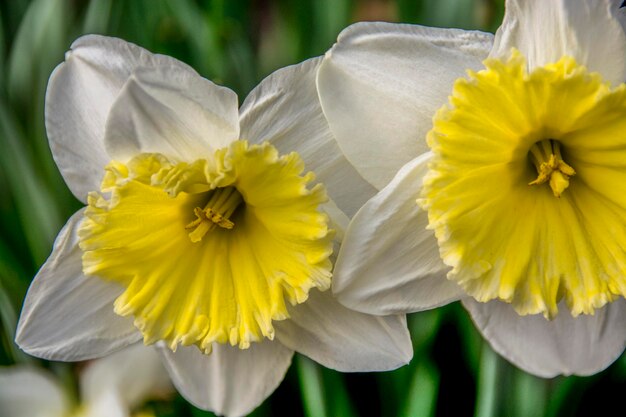 Photo close-up of yellow daffodil