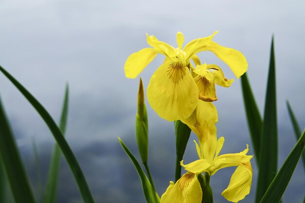 Foto prossimo piano del narcisse giallo