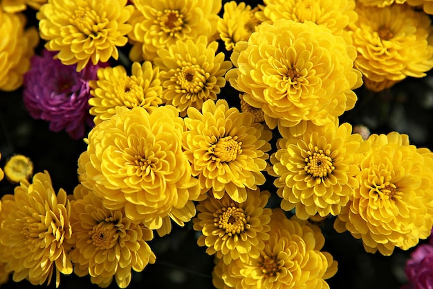 Close-up of yellow dahlia flowers