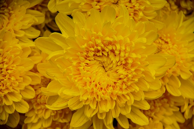 Close-up of yellow dahlia