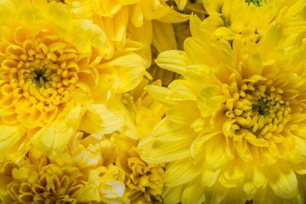 Close-up of yellow dahlia