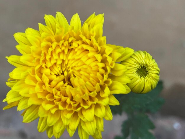 Close-up of yellow dahlia