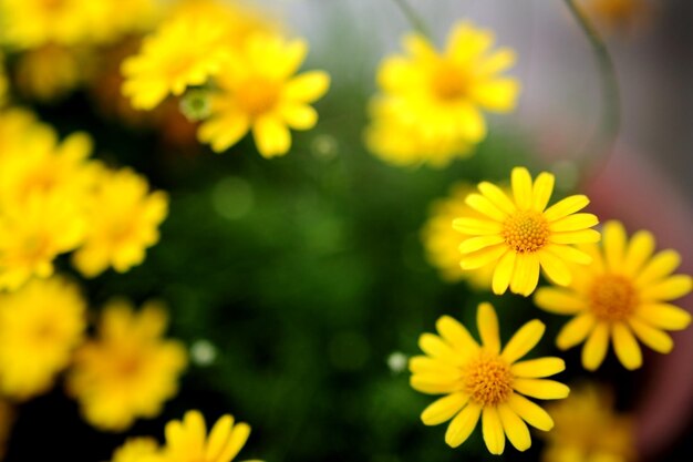 Close-up of yellow daisies blooming outdoors