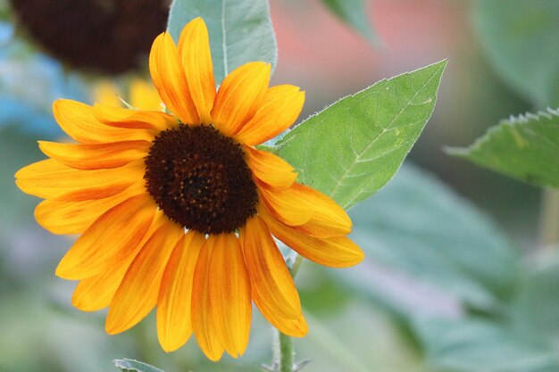 Close-up of yellow daisy blooming outdoors