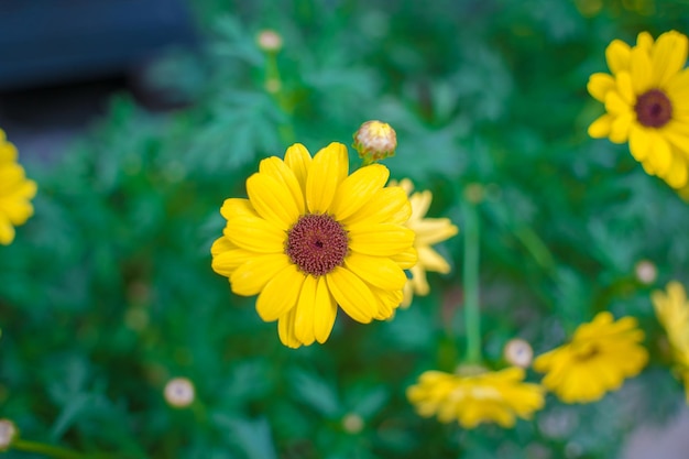 朝の陽光の下で黄色のデイジーフィールドにクローズアップ緑の草の上の美しい黄金の花新鮮さの概念