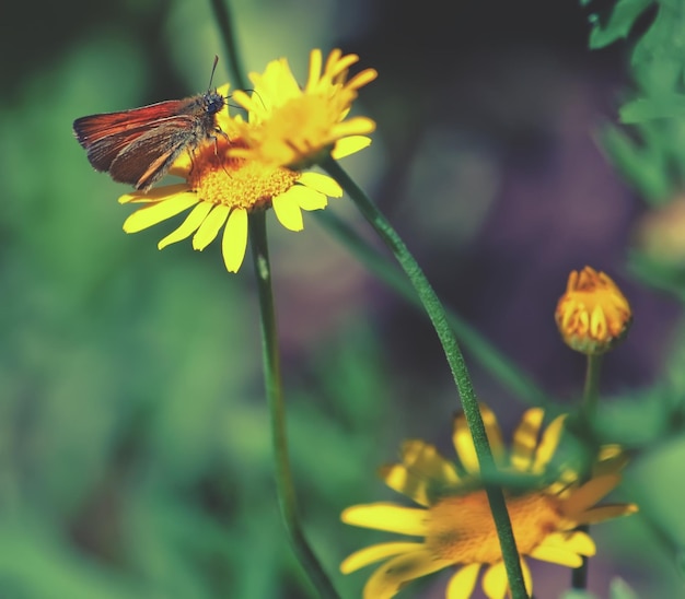 Close up of a yellow daisy flower in the summer garden