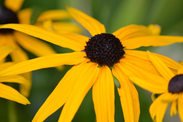 Photo close-up of yellow daisy flower