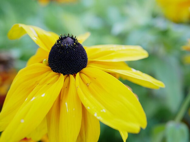 Photo close-up of yellow daisy flower