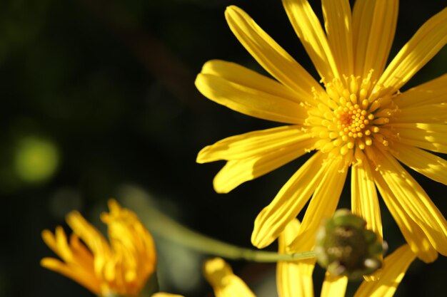 Photo close-up of yellow daisy flower