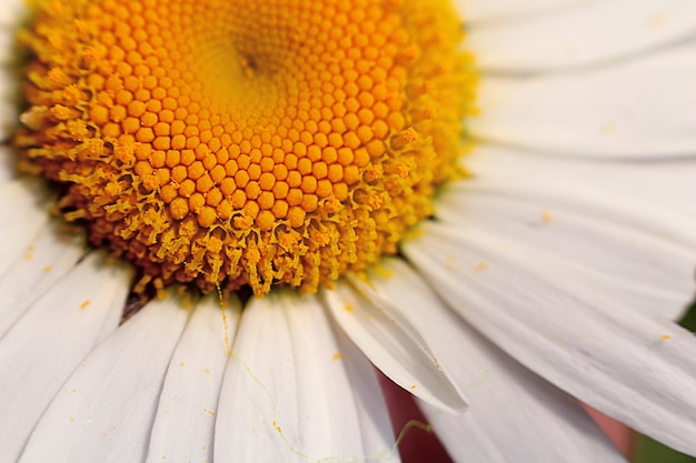 Close-up of yellow daisy flower