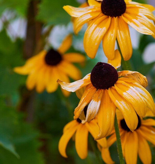 Photo close-up of yellow daisy flower