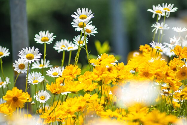 Close-up of yellow daisy flowers on field