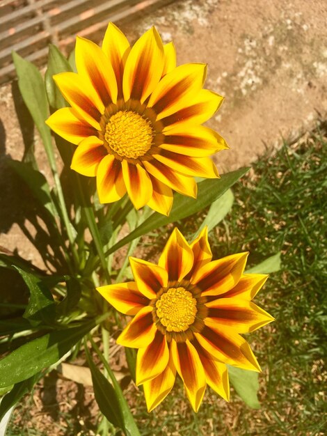 Close-up of yellow daisy flowers growing outdoors