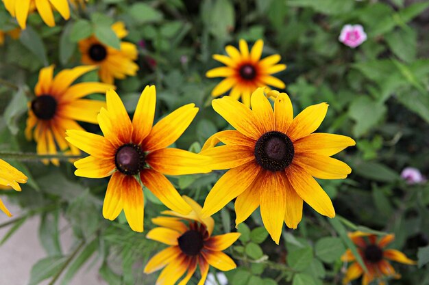 Close-up of yellow daisy flowers in park