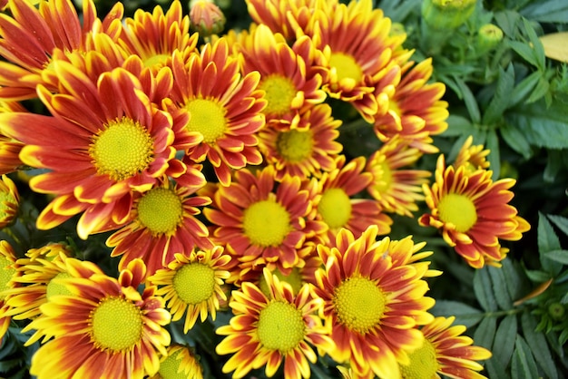 Close-up of yellow daisy flowers