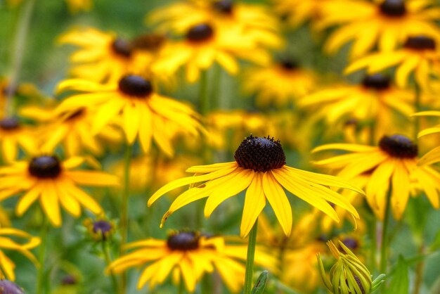 Foto close-up di fiori di margherita gialla