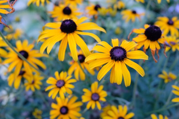 Close-up of yellow daisy flowers