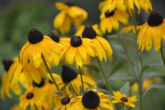 Close-up of yellow daisy flowers