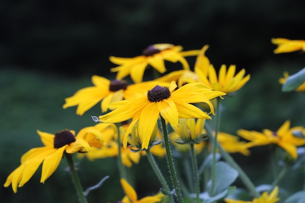 Foto close-up di fiori di margherite gialle