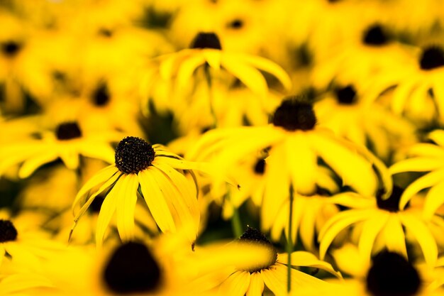 Close-up of yellow daisy flowers