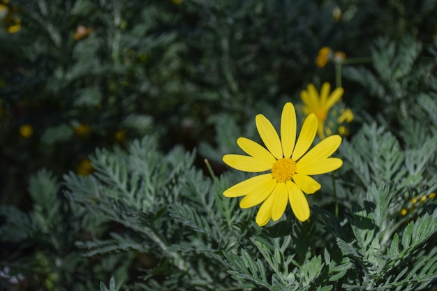 Фото Закройте желтый маргаритки стрельба звездный цветок в саду