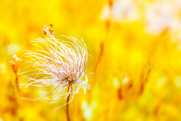 Photo close-up of yellow dandelion on field