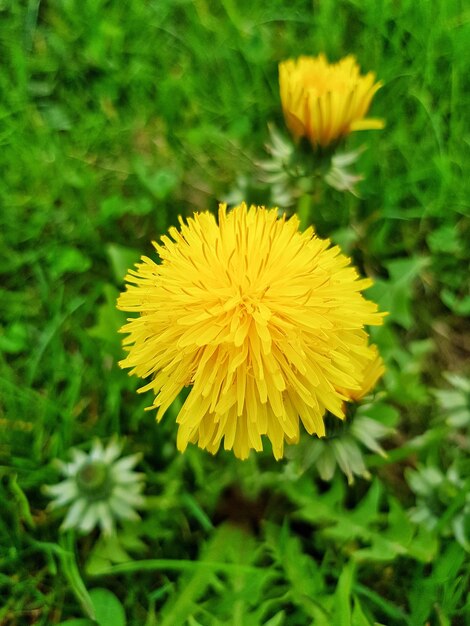 Close-up of yellow dandelion flower on field