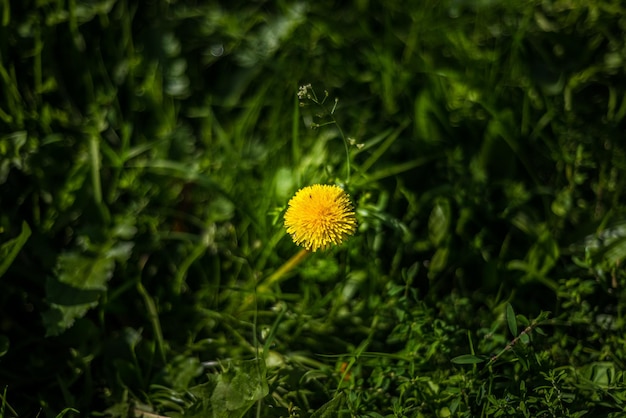畑の黄色い<unk>の花のクローズアップ