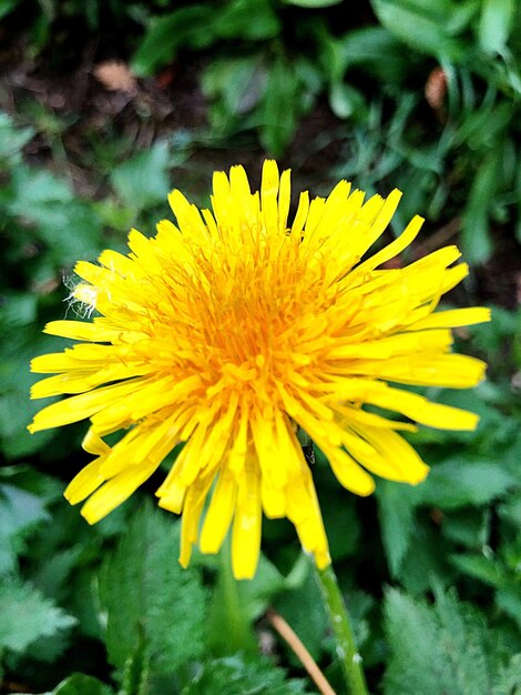 Close-up of yellow dandelion flower