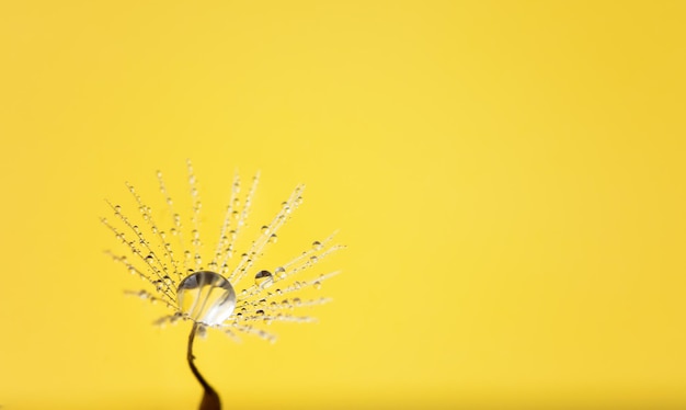 Photo close-up of yellow dandelion flower