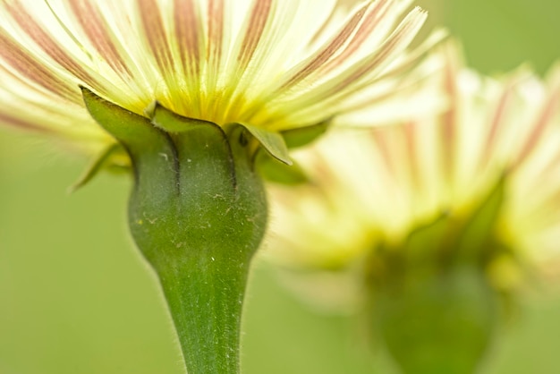 ビューの下から黄色のタンポポの花のクローズ アップ