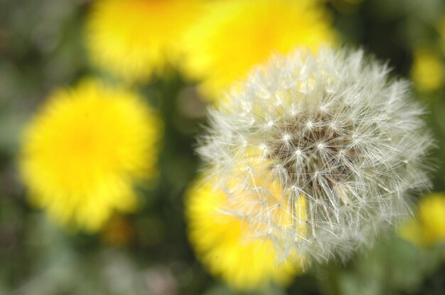 Foto close-up di un dente di leone giallo