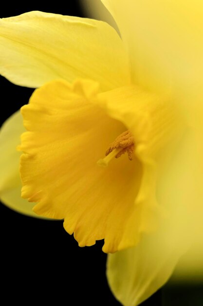 Close-up of yellow day lily blooming outdoors