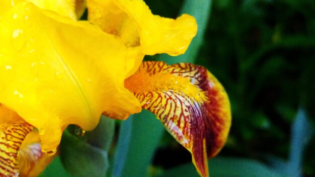 Close-up of yellow day lily blooming outdoors