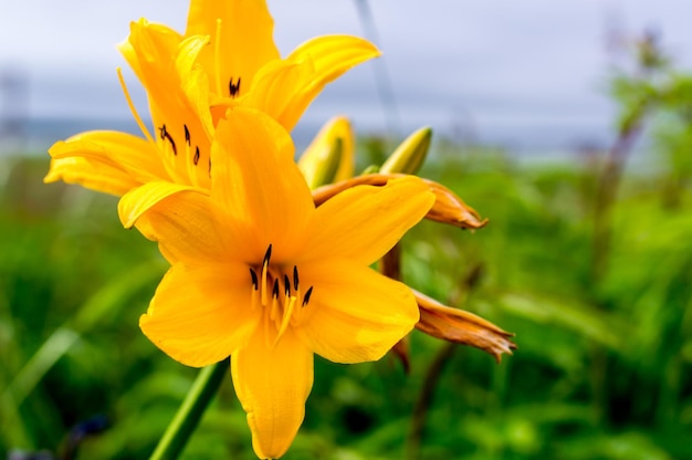 Close-up of yellow day lily blooming outdoors